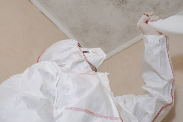 Best Residential Mold Remediation in Olympia, SC
