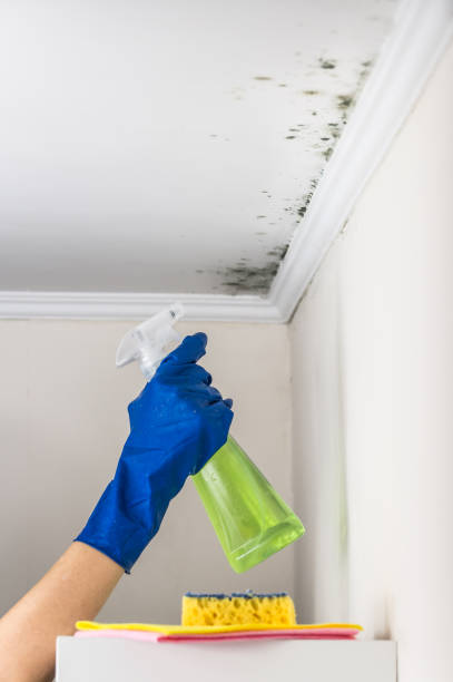 Olympia, SC Mold Remediation Company